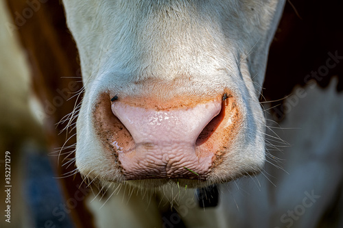 close up of a cows mouth