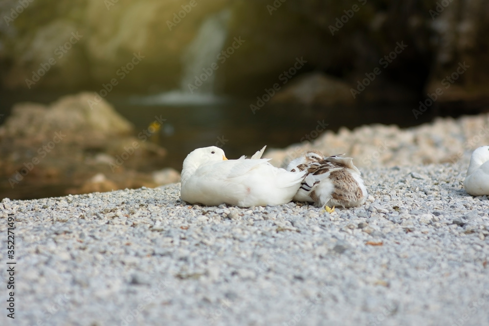 Ducks resting by the water, in nature Ducks resting by the water, in nature