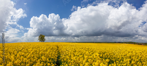 Fototapeta Naklejka Na Ścianę i Meble -  Rzepak - żółte kwiaty rzepaku - krajobraz rolniczy, Polska, Warmia i mazury