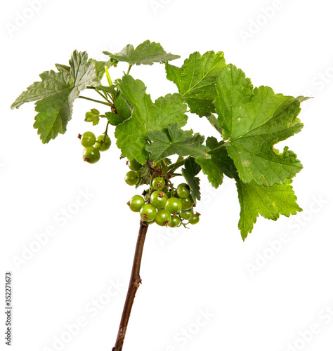 Currant bush sprouts with green leaves and young berries isolated on white background. Branch with fruits isolate