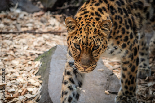 Leopard, Amurleopard (Panthera pardus orientalis) läuft von rechts nach links, Portrait, Kopf, Blick, Freiraum links