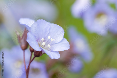 blue flowers on a green background