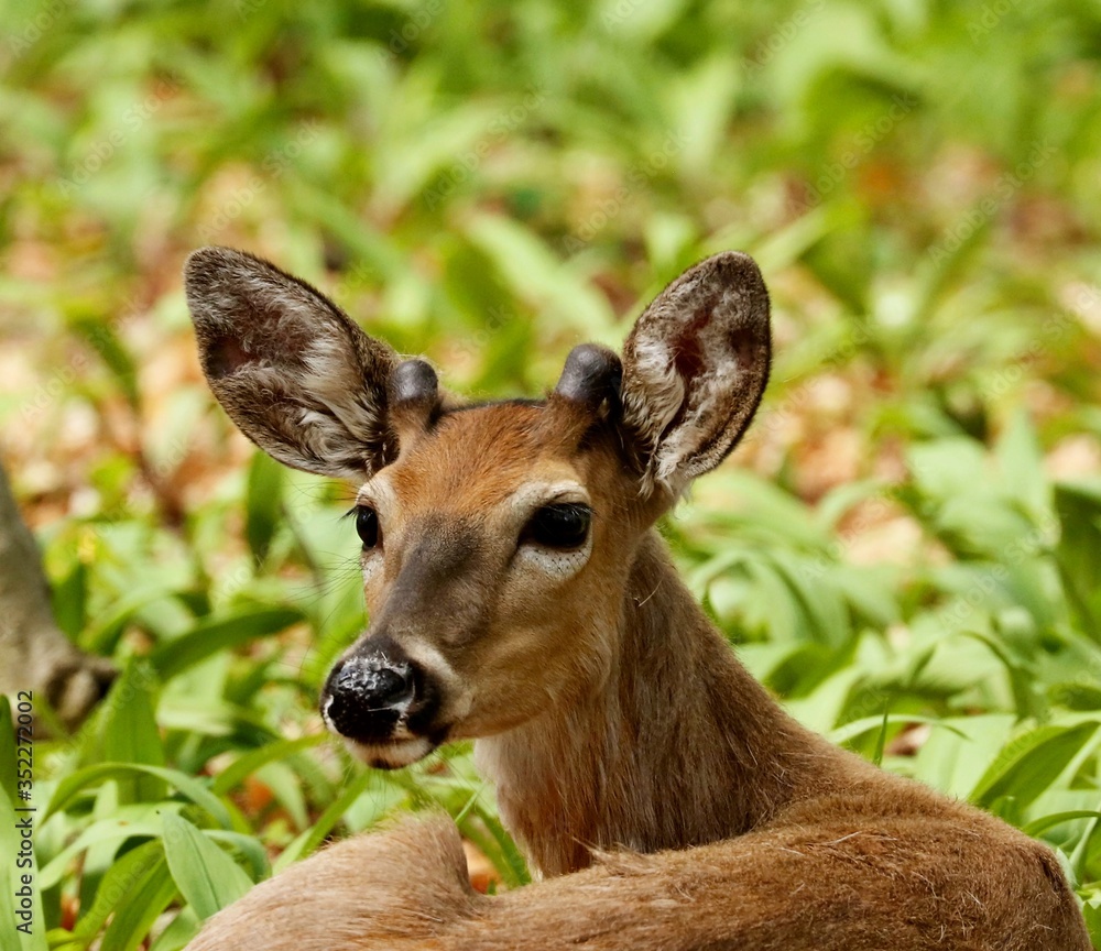 White tailed deer .Young deer with growing antlers lying in a wild garlic in state park in Wisconsin. White tailed deer .Young deer with growing antlers lying in a wild garlic in state park in Wisconsin.