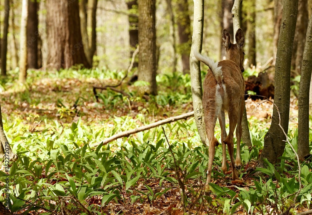 White tailed deer .Young deer with growing antlers standing in a wild garlic in state park in Wisconsin.