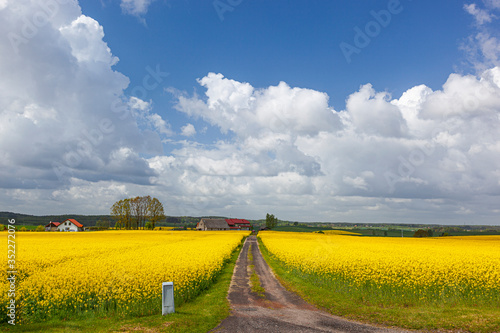 Fototapeta Naklejka Na Ścianę i Meble -  Rzepak - żółte kwiaty rzepaku - krajobraz rolniczy, Polska, Warmia i mazury