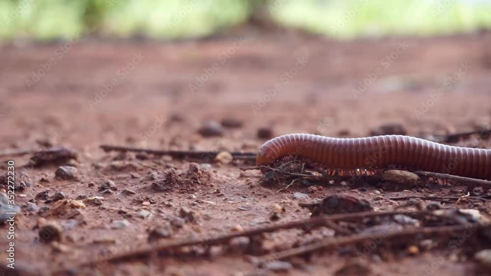 The red millipede is a small Reptile saw and has many legs. It is eating food. Macro shot The red millipede is a small Reptile saw and has many legs. It is eating food. Macro shot