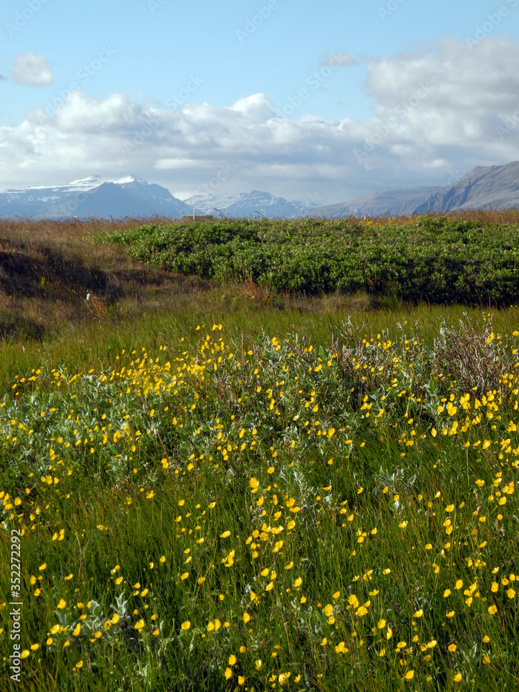 Blumenwiese bei Hoefn, Island