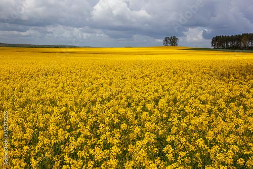 Fototapeta Naklejka Na Ścianę i Meble -  Rzepak - żółte kwiaty rzepaku - krajobraz rolniczy, Polska, Warmia i mazury