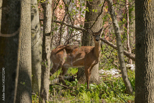 White-tailed deer  in spring forest. © Denny