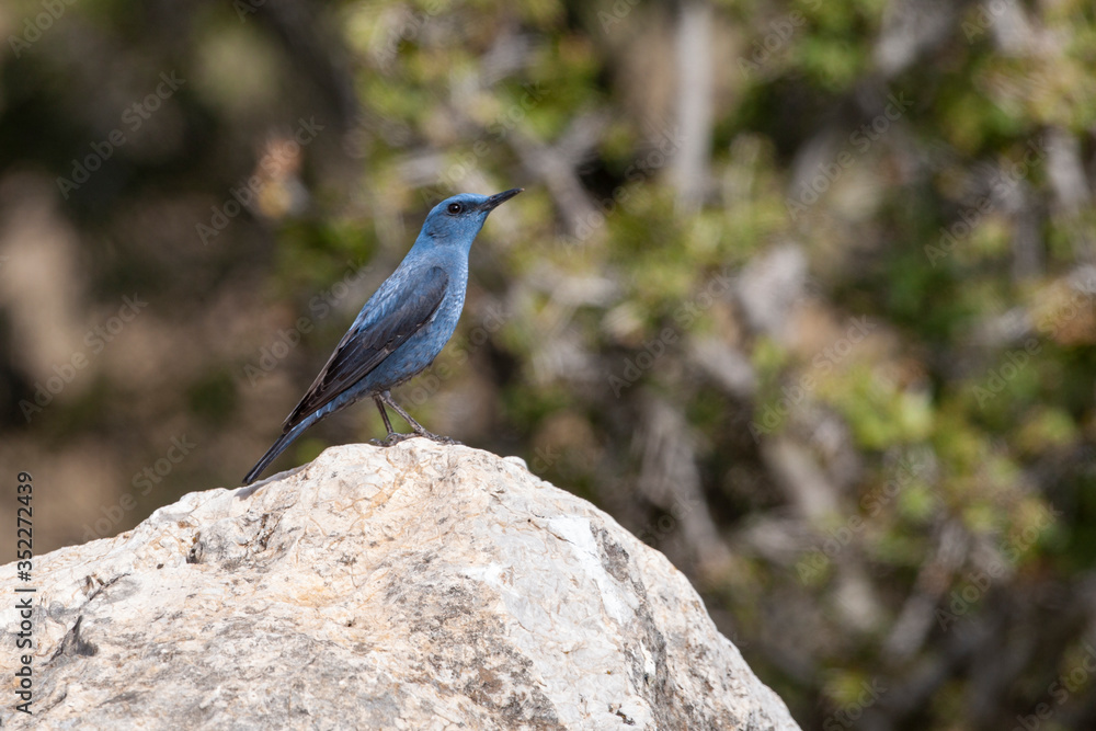 Blue Rock Thrush, (Monticola solitarius) in its natural habitat. Blue Rock Thrush, (Monticola solitarius) in its natural habitat.