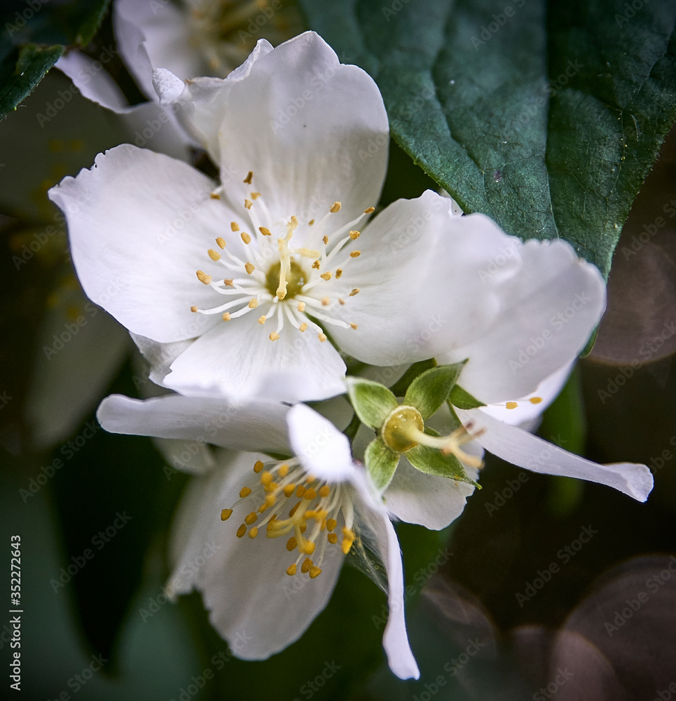 Obraz premium Flowers in the park at
