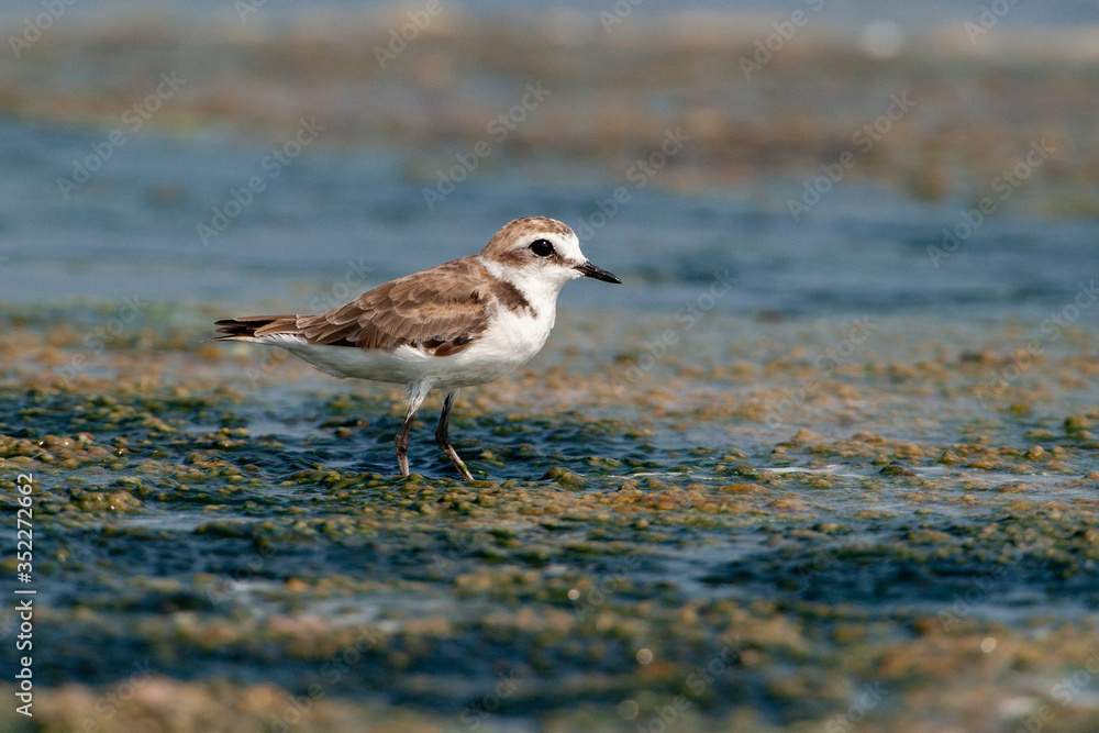European Golden Plover »Pluvialis apricaria) in the forehead of natural life. European Golden Plover »Pluvialis apricaria) in the forehead of natural life.