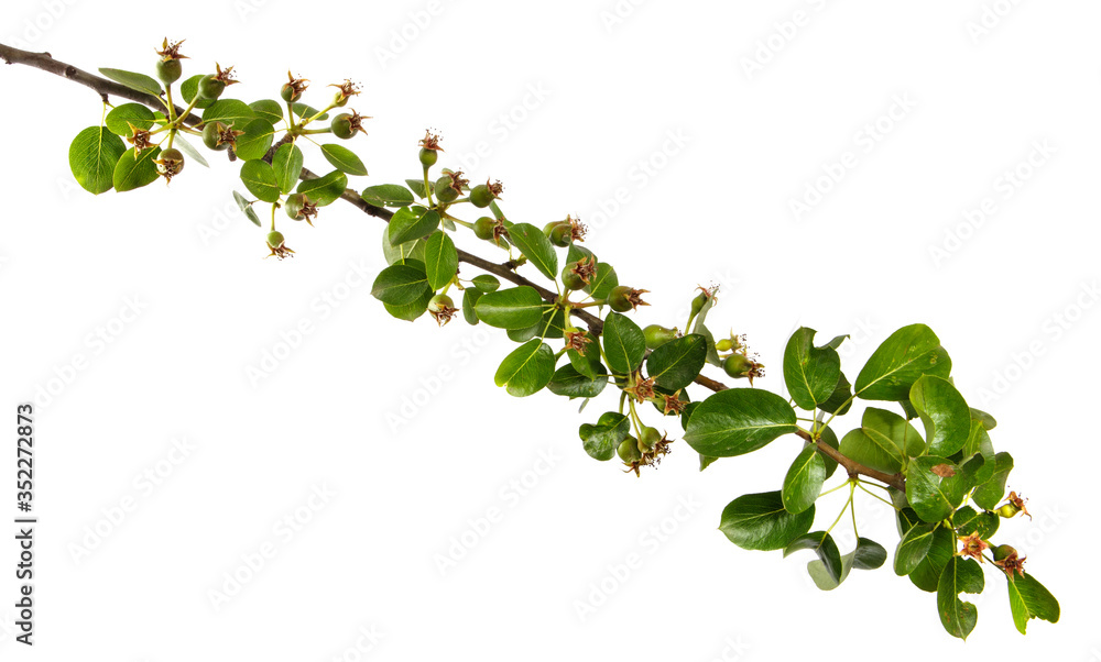 Pear tree branch with green leaves and young fruits, isolated on white background, close-up. Fruit tree sprouts, isolate Pear tree branch with green leaves and young fruits, isolated on white background, close-up. Fruit tree sprouts, isolate