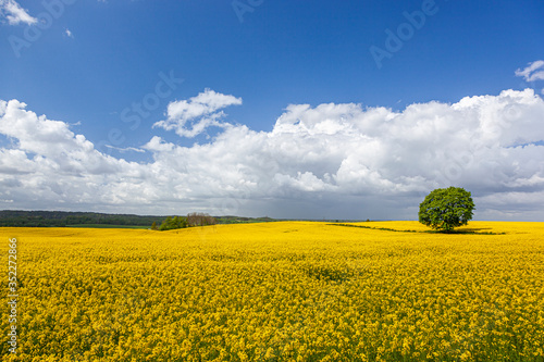 Fototapeta Naklejka Na Ścianę i Meble -  Rzepak - żółte kwiaty rzepaku - krajobraz rolniczy, Polska, Warmia i mazury