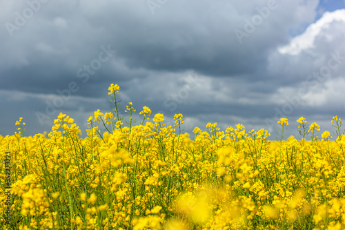Fototapeta Naklejka Na Ścianę i Meble -  Rzepak - żółte kwiaty rzepaku - krajobraz rolniczy, Polska, Warmia i mazury