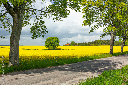 Fototapeta Naklejka Na Ścianę i Meble -  Rzepak - żółte kwiaty rzepaku - krajobraz rolniczy, Polska, Warmia i mazury