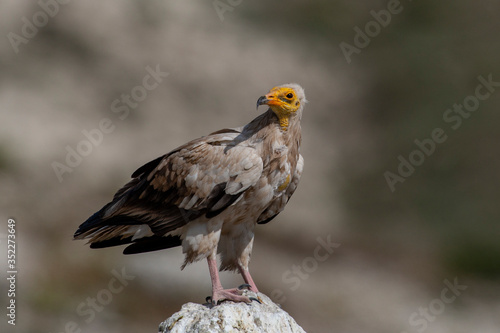 Egyptian Vulture (Neophron percnopterus) perched on the forehead of the natural habitat.