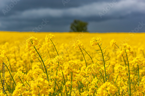 Fototapeta Naklejka Na Ścianę i Meble -  Rzepak - żółte kwiaty rzepaku - krajobraz rolniczy, Polska, Warmia i mazury
