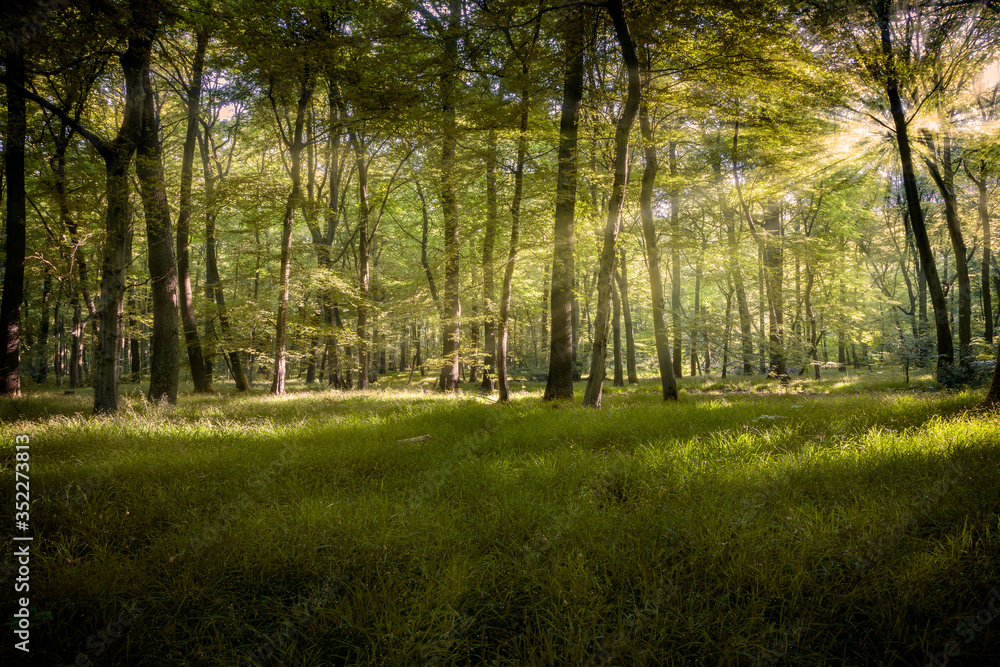 Obraz premium Lichtung im Köllnischen Wald in Bottrop