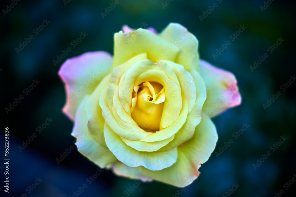 Flowers in the park at Flowers in the park at