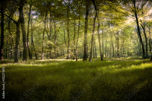 Lichtung im Köllnischen Wald in Bottrop