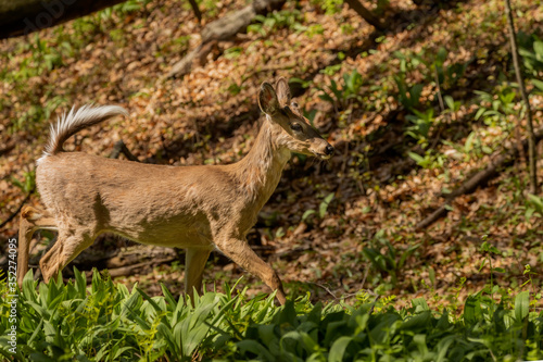 White-tailed deer  in spring forest. © karel