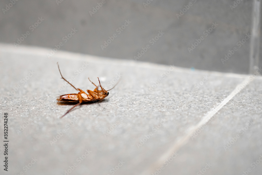 A huge cockroach on the floor. Insect pests in the house. A huge cockroach on the floor. Insect pests in the house.