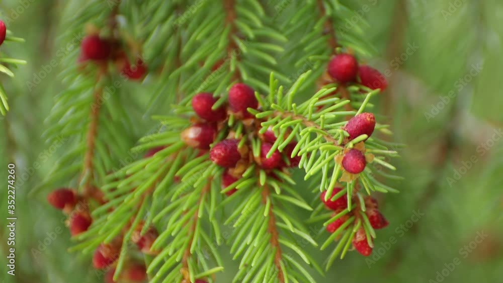 Several red coniferous buds in the foreground. A beautiful branch sways smoothly in the wind. Soft daylight. Close-up. UHD. Several red coniferous buds in the foreground. A beautiful branch sways smoothly in the wind. Soft daylight. Close-up. UHD.