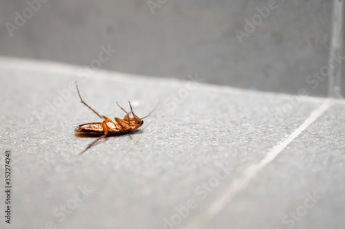 A huge cockroach on the floor. Insect pests in the house.