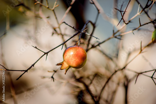 Pomegranate tree fruit Garden on Dobrota streets Montenegro  trip travel summer © stepansky