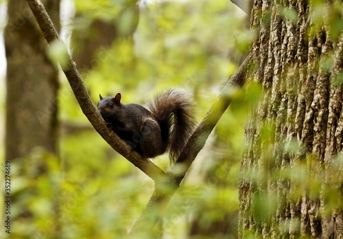 Eastern gray squirrel, black form in natural environment. Wisconsin state park. 