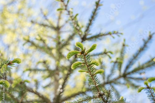 Green spruce branch with young shoots on sunny day. Spring natural background