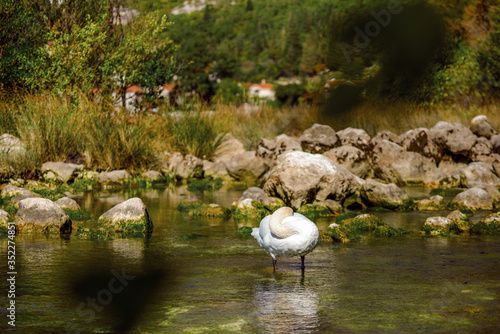 Swan in lake Dobrota Montenegro rock mountains nature trip travel summer photo