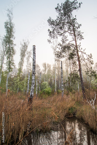 Fototapeta Naklejka Na Ścianę i Meble -  Martwy las na bagnach we mgle 6