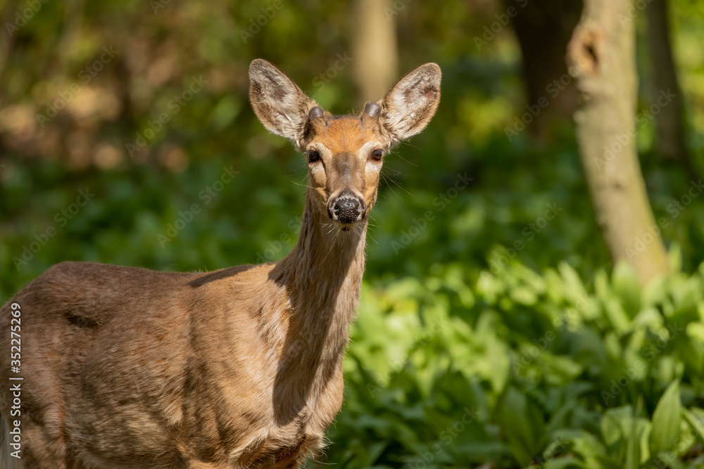 White-tailed deer in spring forest. White-tailed deer in spring forest.