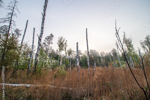 Fototapeta Naklejka Na Ścianę i Meble -  Martwy las na bagnach we mgle 4