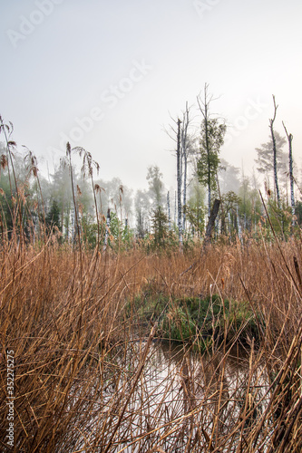 Fototapeta Naklejka Na Ścianę i Meble -  Martwy las na bagnach we mgle 3