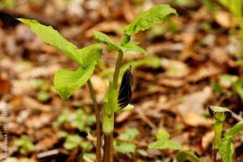 Fotografia Peltandra virginica