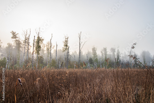 Fototapeta Naklejka Na Ścianę i Meble -  Martwy las na bagnach we mgle 2