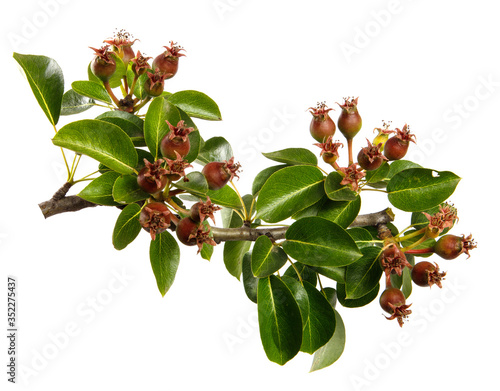 Pear tree branch with green leaves and young fruits, isolated on white background, close-up. Fruit tree sprouts, isolate