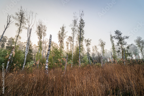 Fototapeta Naklejka Na Ścianę i Meble -  Martwy las na bagnach we mgle