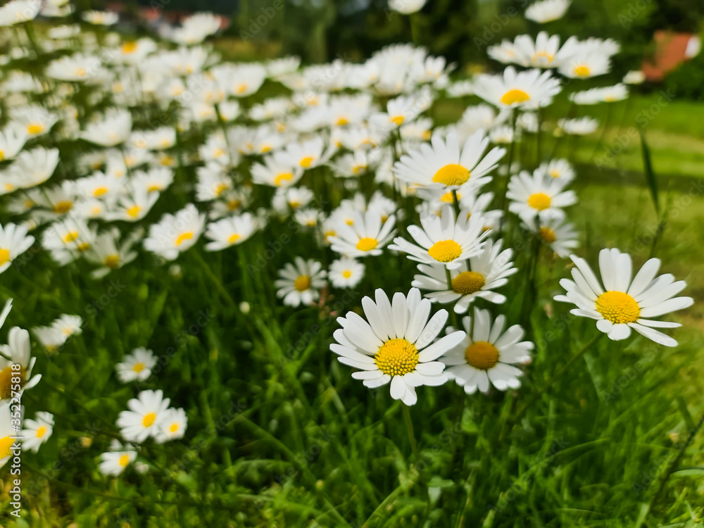 Fototapeta premium White little Sunflowers field Nature concept blooming landscape