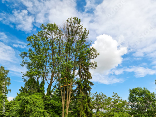 Clouds in the Blue Sky with trees nature
