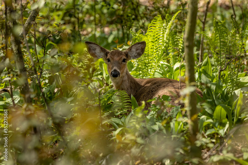 Fototapeta Naklejka Na Ścianę i Meble -  White-tailed deer  in spring forest.