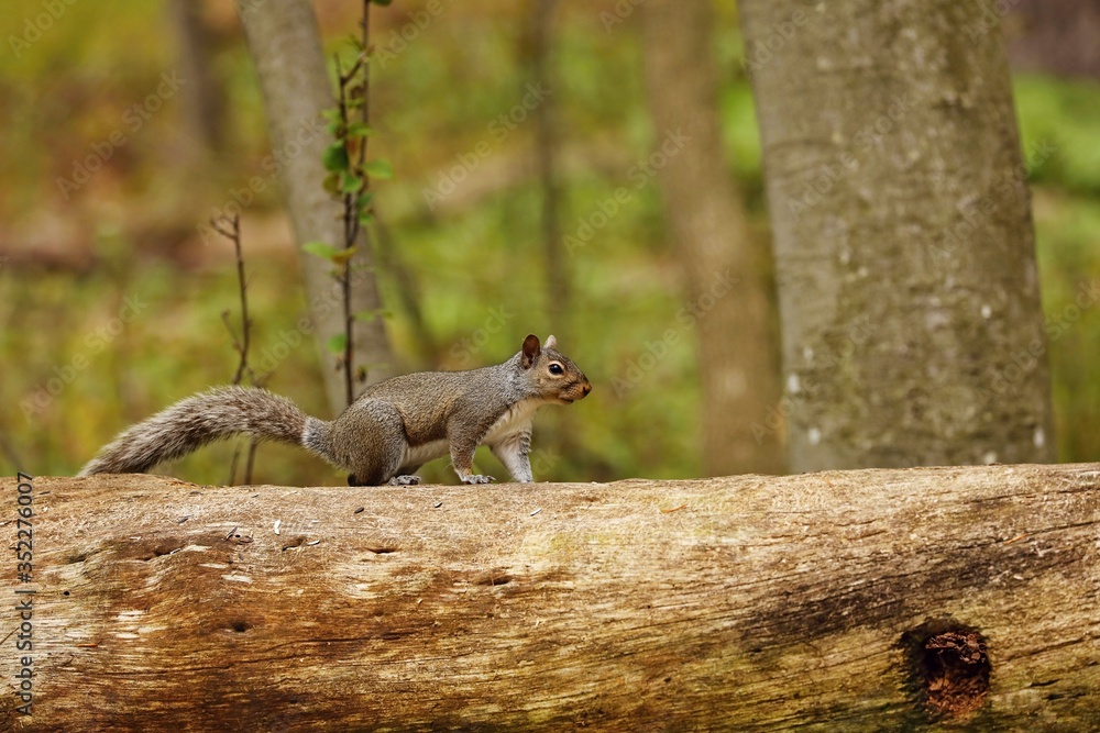 Tree squirrels.Many juvenile squirrels die in the first year of life. Adult squirrels can have a lifespan of 5 to 10 years in the wild. Some can survive 10 to 20 years in captivity.
Tree squirrels.Many juvenile squirrels die in the first year of life. Adult squirrels can have a lifespan of 5 to 10 years in the wild. Some can survive 10 to 20 years in captivity.
