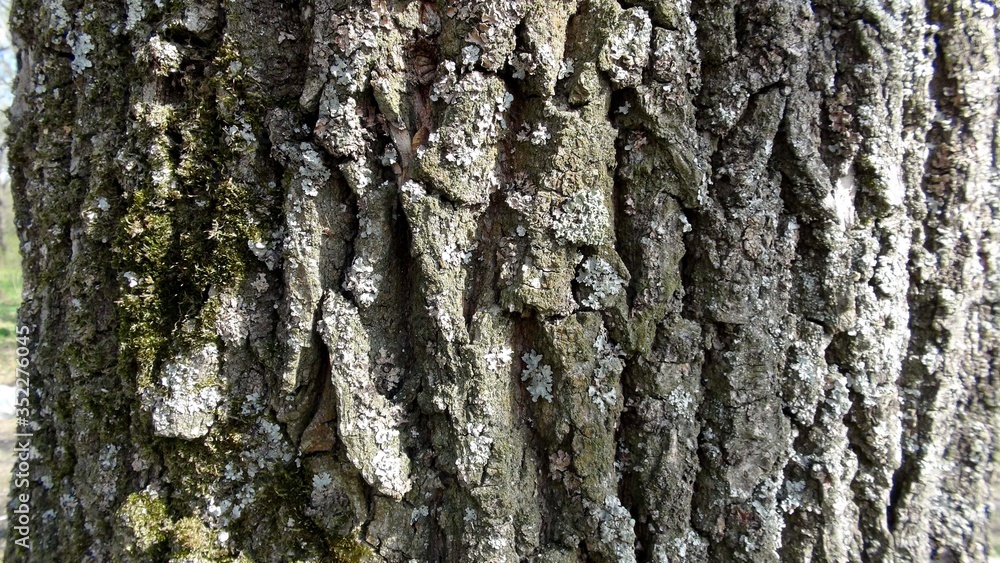 Кора дерева Кора дерева