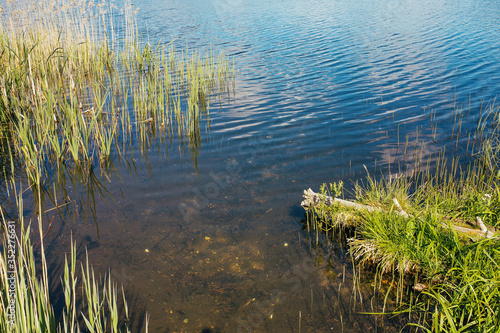 Pure clear water with tadpoles in shallow river water near the shore