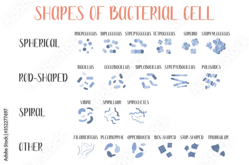 Bacteria classification. Shapes of bacteria. Types and different forms of bacterial cells: spherical (cocci), rod-shaped (bacilli), spiral and other. Morphology. Microbiology. Vector flat illustration photo