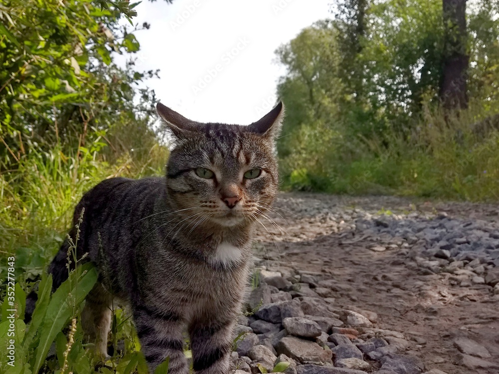 cat with the look of a hunter walks along a rural stone road near green grass in search of prey