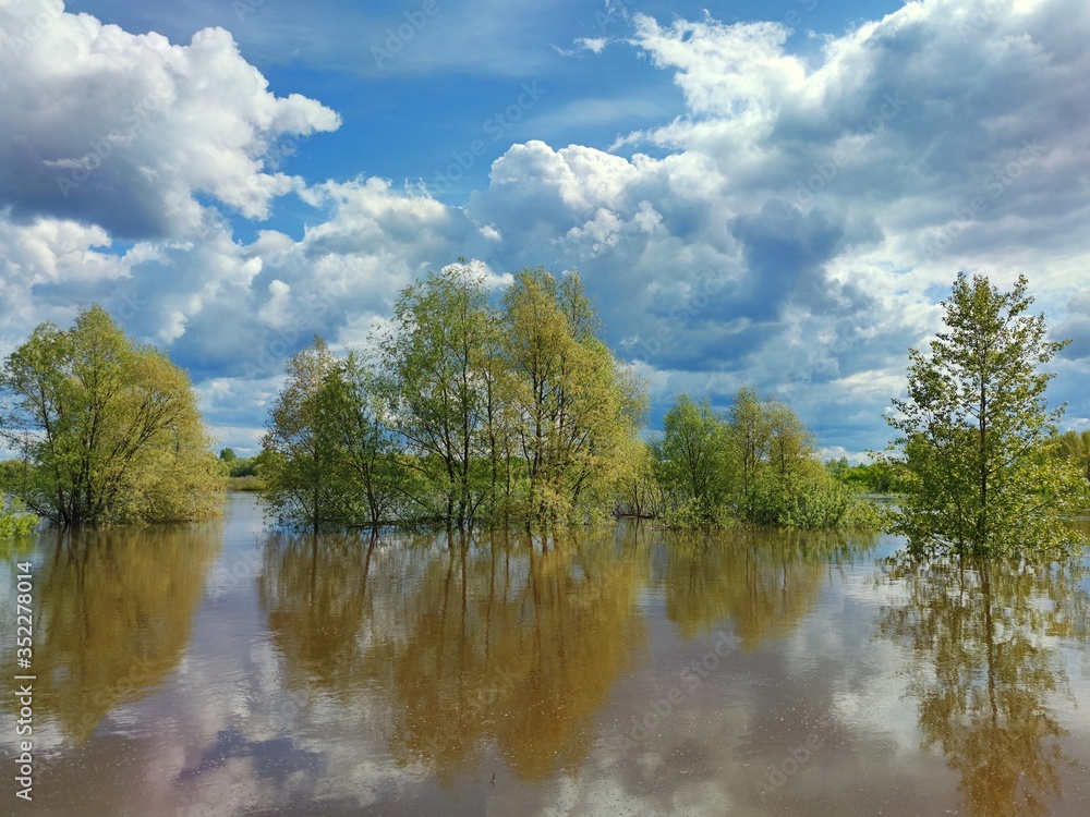 Fototapeta premium trees in water on a flooded riverbank on a sunny day against a blue sky with clouds
